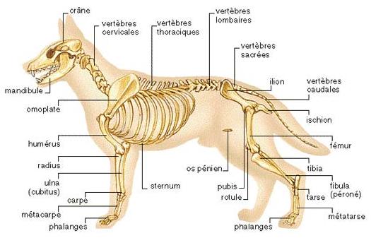 chien squelette